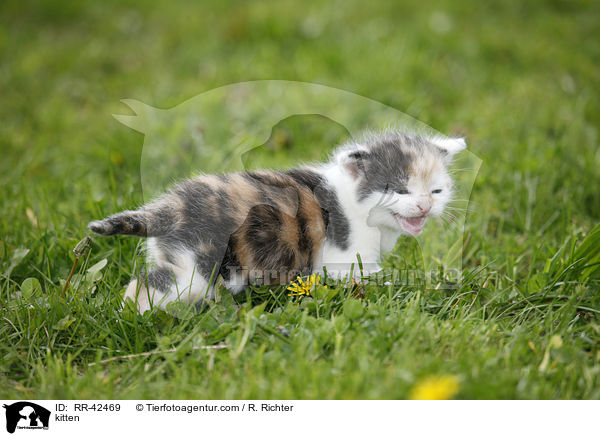 Ktzchen / kitten / RR-42469