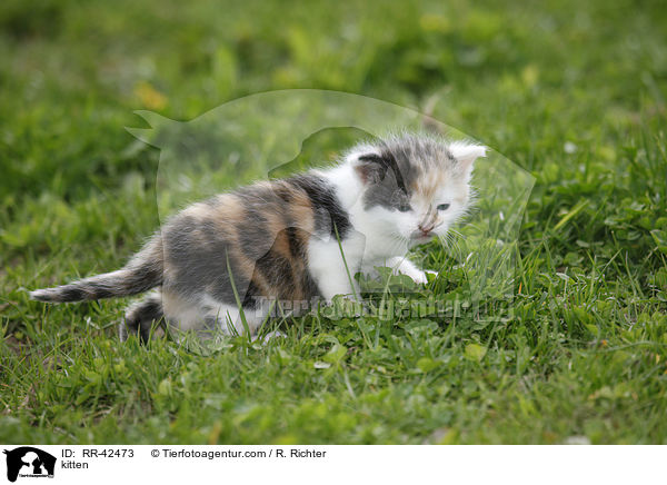 kitten / RR-42473