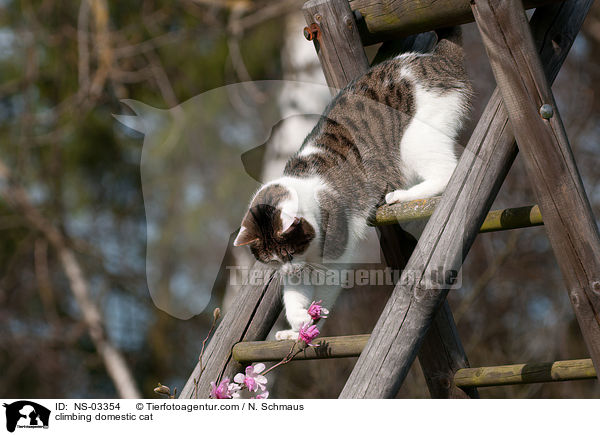 climbing domestic cat / NS-03354