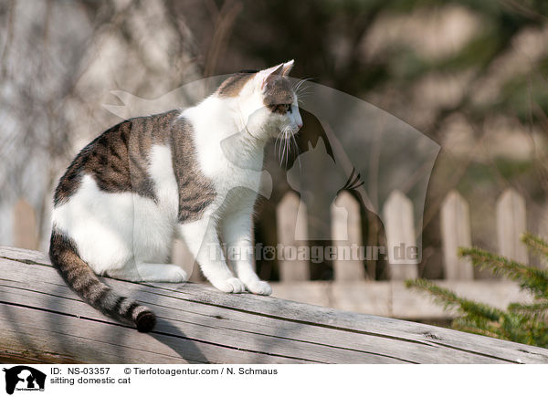 sitting domestic cat / NS-03357