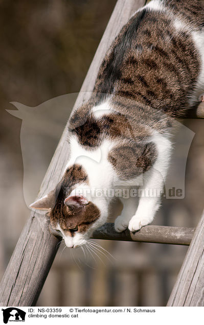 climbing domestic cat / NS-03359