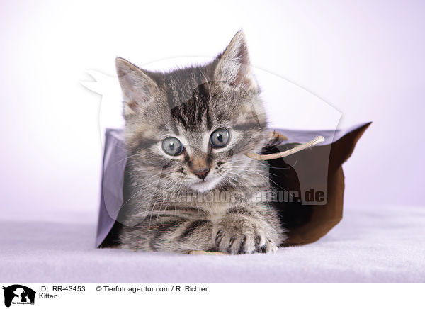 Kitten / RR-43453