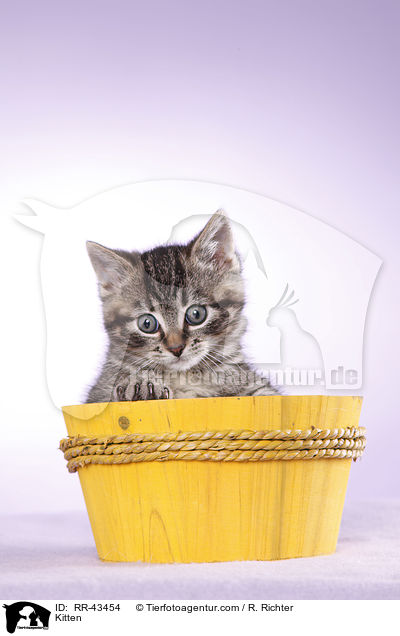 Kitten / RR-43454
