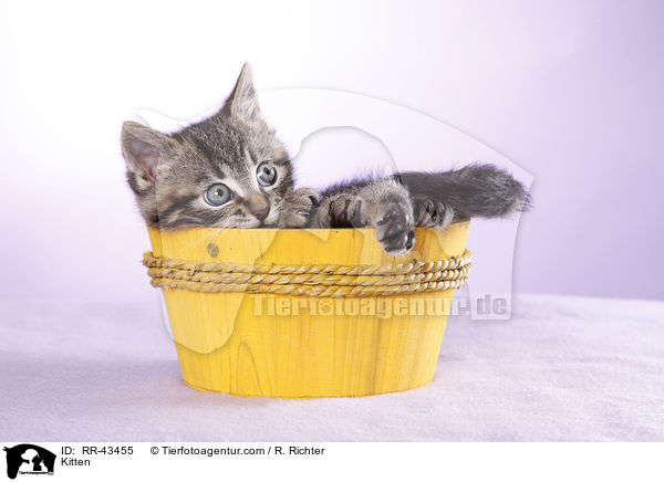 Kitten / RR-43455