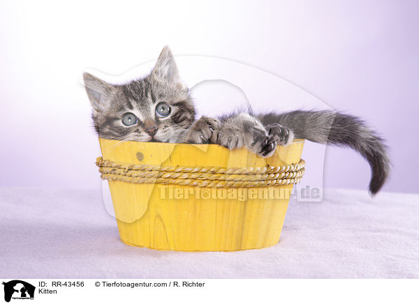 Kitten / RR-43456