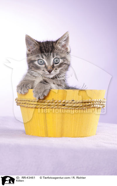 Kitten / RR-43461