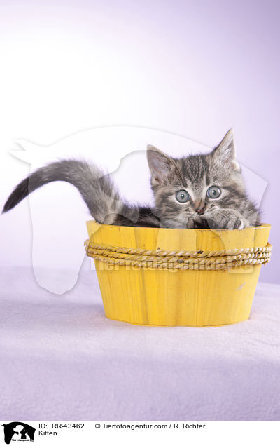 Kitten / RR-43462