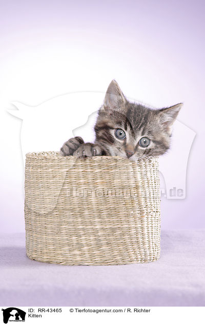 Kitten / RR-43465