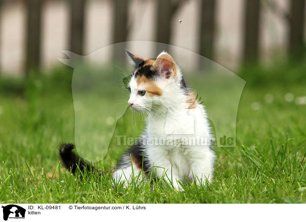 kitten / KL-09481