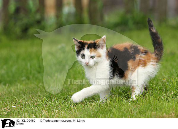 kitten / KL-09482