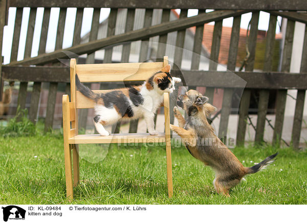 kitten and dog / KL-09484