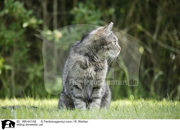 sitting domestic cat / RR-44108