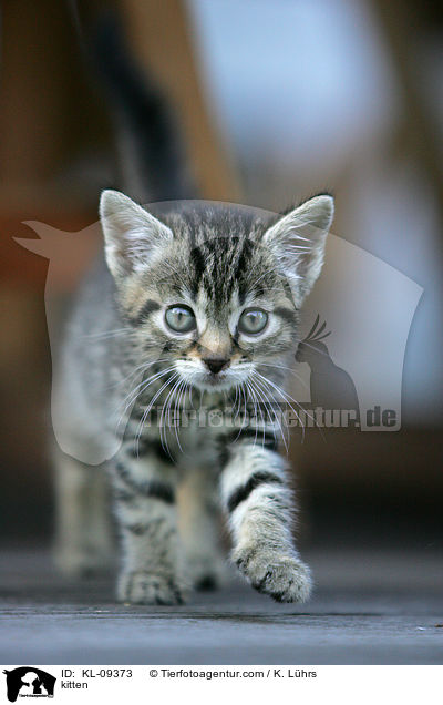 kitten / KL-09373