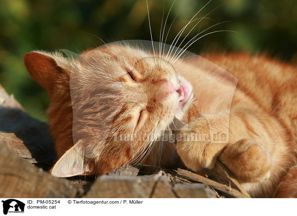 domestic cat / PM-05254