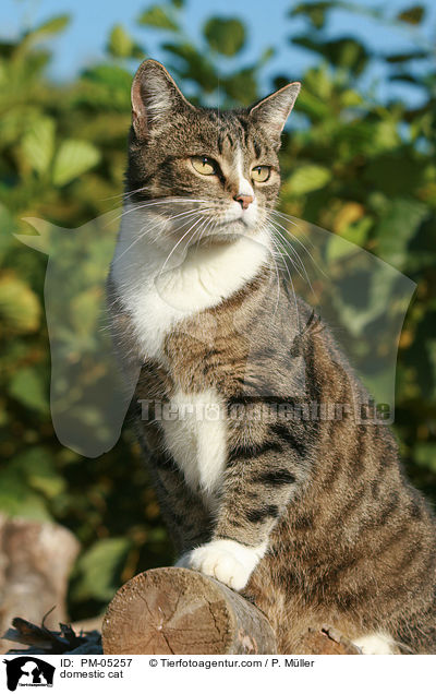 domestic cat / PM-05257