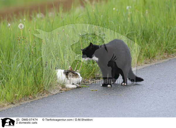 2 domestic cats / DMS-07474