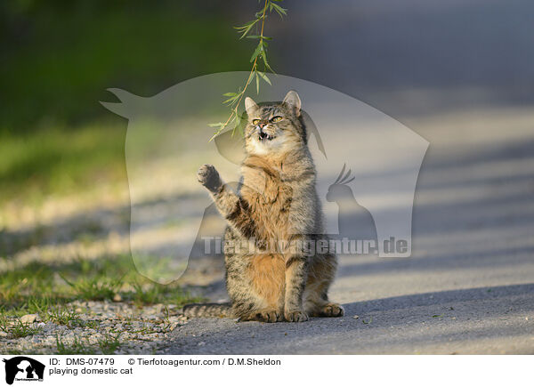 playing domestic cat / DMS-07479