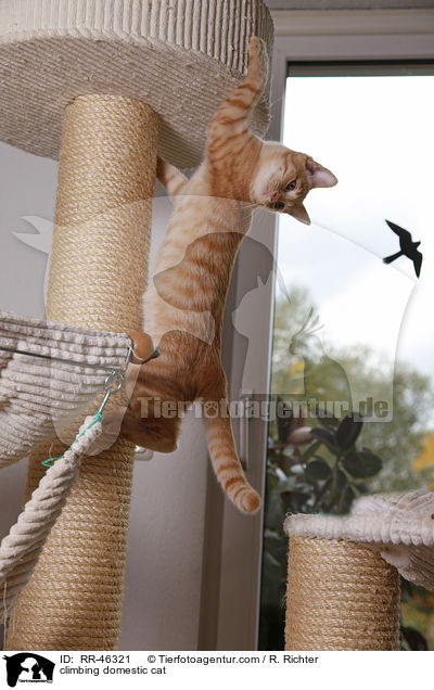 climbing domestic cat / RR-46321