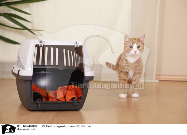 Hauskatze / domestic cat / RR-46802