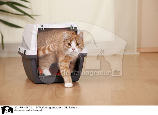 Hauskatze in Transportbox / domestic cat in kennel / RR-46803