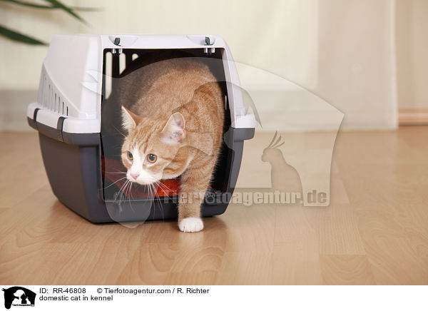 Hauskatze in Transportbox / domestic cat in kennel / RR-46808