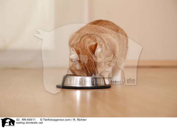 eating domestic cat / RR-46811