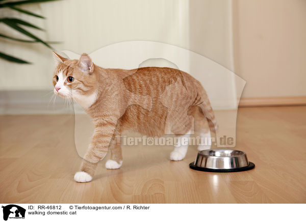 walking domestic cat / RR-46812