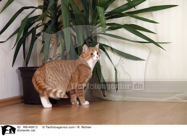 domestic cat / RR-46813