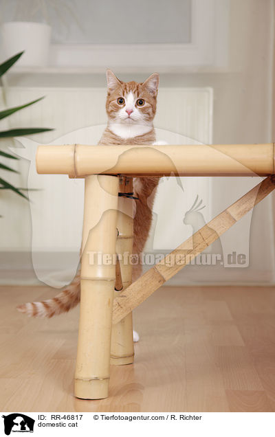 domestic cat / RR-46817