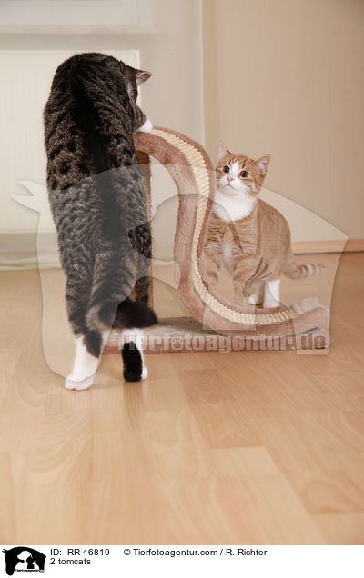 2 tomcats / RR-46819