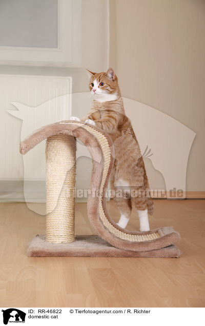 domestic cat / RR-46822