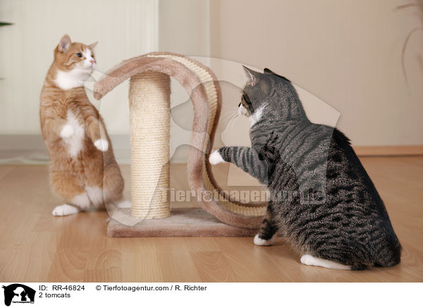 2 tomcats / RR-46824