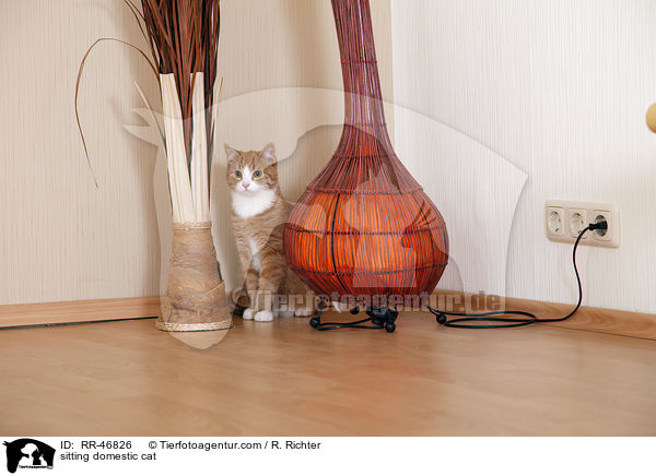 sitting domestic cat / RR-46826
