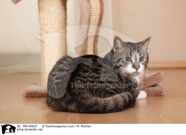 lying domestic cat / RR-46827