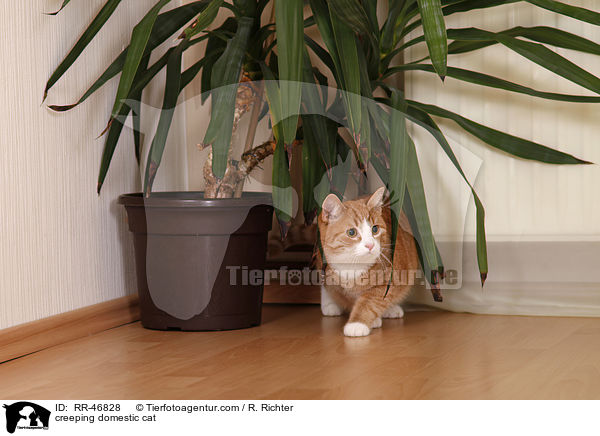 Hauskatze schleicht sich an / creeping domestic cat / RR-46828