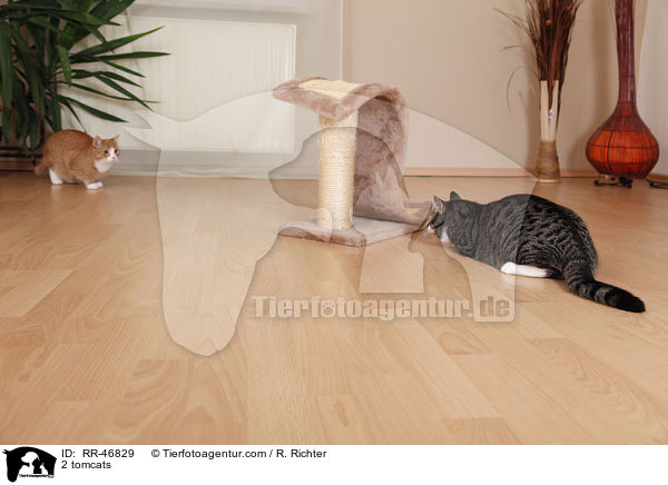2 tomcats / RR-46829