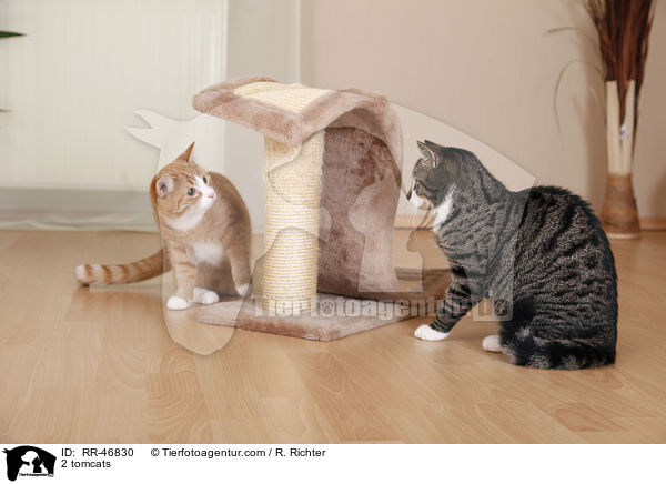 2 tomcats / RR-46830