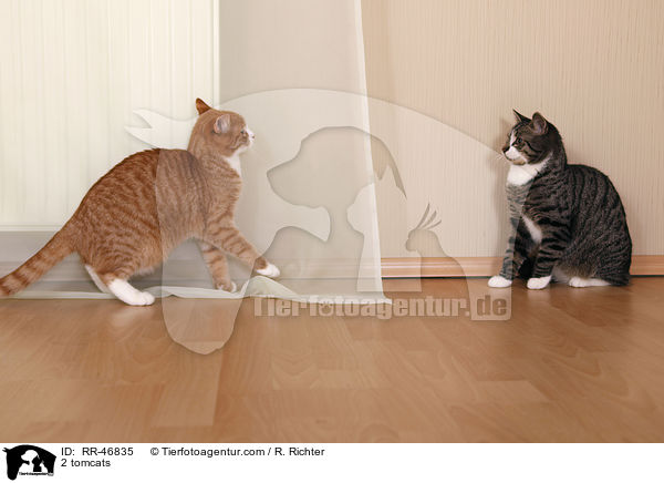 2 tomcats / RR-46835