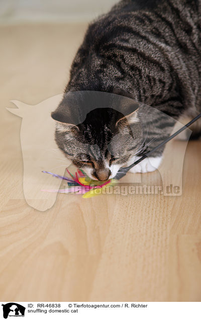snuffling domestic cat / RR-46838