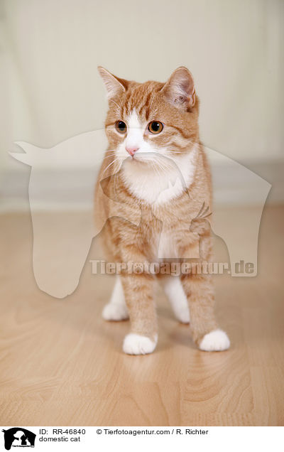 domestic cat / RR-46840