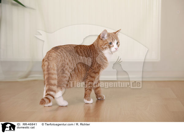 domestic cat / RR-46841