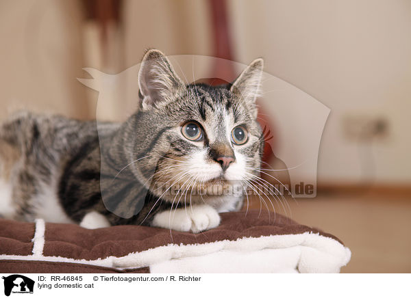 lying domestic cat / RR-46845