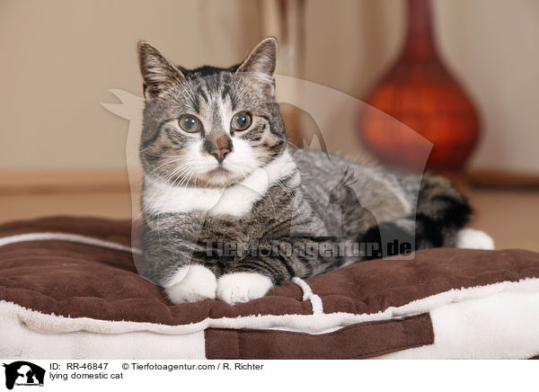 lying domestic cat / RR-46847