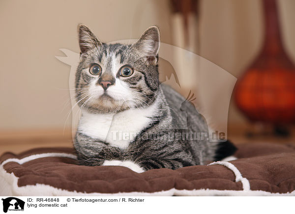 lying domestic cat / RR-46848