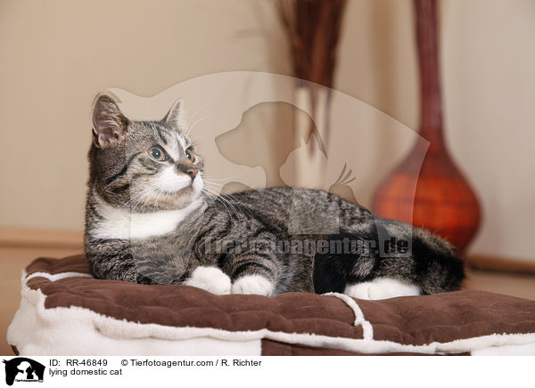 lying domestic cat / RR-46849