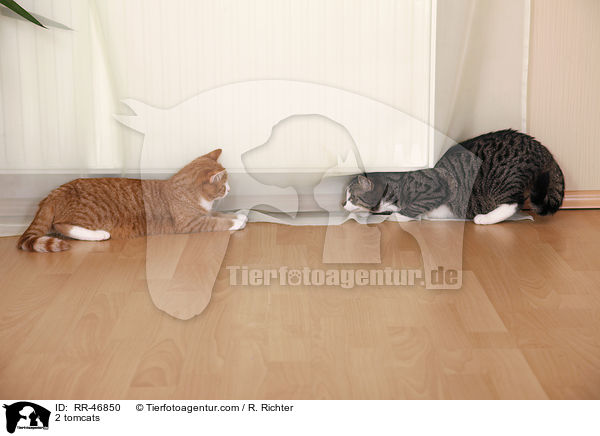 2 tomcats / RR-46850
