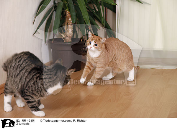 2 tomcats / RR-46851
