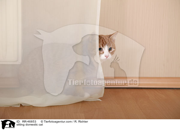 sitting domestic cat / RR-46853