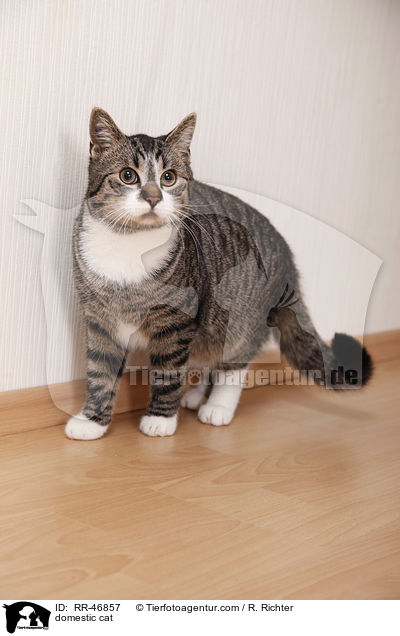 domestic cat / RR-46857