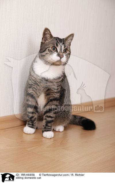 sitting domestic cat / RR-46858